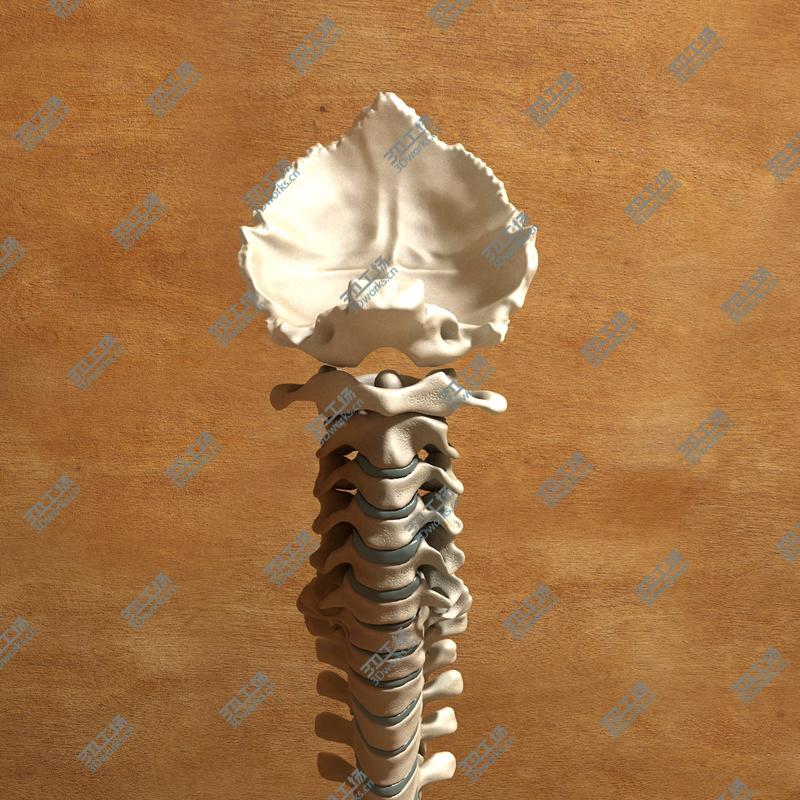 images/goods_img/2021040235/Ultimate Human Spine with Pelvis and Os Sacrum/3.jpg
